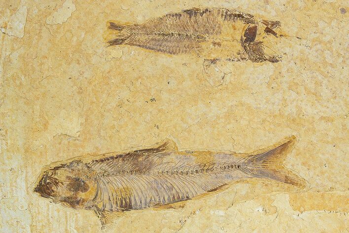 Detailed Fossil Fish (Knightia) - Wyoming #320156